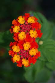 Maybe you would like to learn more about one of these? Lantana