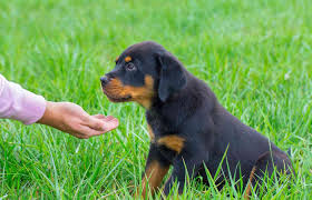 August 22, 2017 the rotty lover community corner 1. Baby Rottweiler Puppies Off 53 Www Usushimd Com