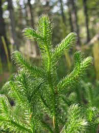 Image result for Lycopodium clavatum