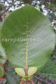 Image result for Guettarda