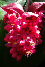 Image result for Fernandoa abbreviata