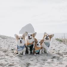 corgi pup can be purchased from historian llore in stormwind city or historian ju'pa in orgrimmar at a cost of 200 during the yearly anniversary event. Blog Willo The Corgi Willo The Corgi