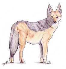 Black Backed Jackal By Korrok On Deviantart Start date jun 28, 2005. black backed jackal by korrok on deviantart