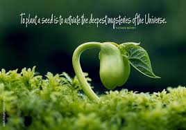 A Mused Planting A Seed Here S A Quotation I M Pondering