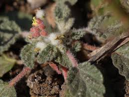 Image result for Chrozophora plicata