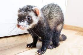 Eine lange zeit also, in der du dein frettchen als haustier versorgen musst. Frettchen Haltung Kafig Futter Kastration Kosten Kauf Herz Fuer Tiere De