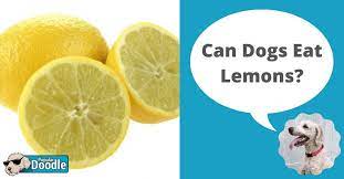 Can Dogs Eat Lemons Are Lemons Bad For Dogs