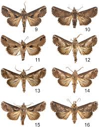 De familiekamer is geschikt voor een bedrijf of een klein gezin. A Review Of The Paectes Arcigera Species Complex Guenee Lepidoptera Euteliidae