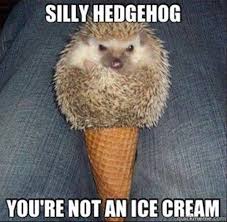 Pin By Kimberly Sibert On Animals Silly Animals Cute Hedgehog Animals