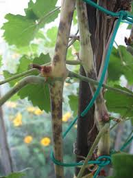 Image result for Uncinula necator