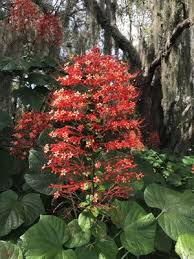 Image result for Clerodendrum poggei