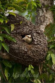 Birds With Their Nests Pictures Kookaburra Nest Australian Birds Bird Nest Beautiful Birds
