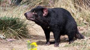 It is related to quolls, and distantly related to the thylacine. Auswilderung In Australien Tasmanischer Teufel Zuruck Auf Dem Festland Rote Liste Br Wissen