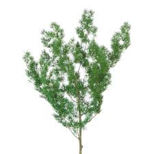 Direct sunlight should be avoided. Stabilisiertes Ming Fern Kaufen Verdissimo