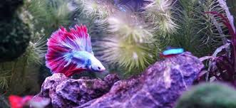 Now, although betta fish come in a huge range of gorgeous colors and with numerous spectacular tail forms, the purple betta fish is something that's prized by enthusiasts right around the world. Clever And Cute Betta Fish Names