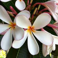 Plumeria List Of Flowers Plumeria Flowers