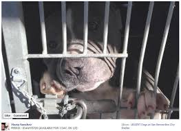 Order online tickets tickets see availability directions. Nobody Wants To Kill Animals San Bernardino Pound Edition Yesbiscuit