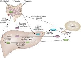 Image result for Prasugrel
