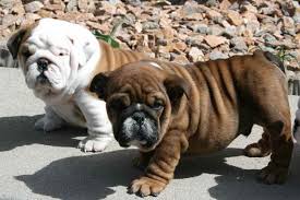 Canine corral works with our reputable bulldog mix dog breeders.come visit us in person at our retail store: English Bulldog Pug Mix Puppies For Sale Petsidi