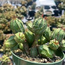 Image result for Euphorbia