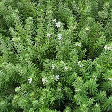 Image result for Westringia