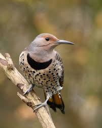 Birds Of North Alabama State Bird Alabama Yellowhammer Female Northern Flicker Bird State Birds