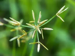 Image result for Cyperus tenuispica