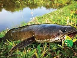 1 Penting Analisa Budidaya Ikan Gabus Metode Kolam Terpal Ikan Gabus Memancing