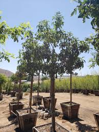 Image result for Fraxinus velutina