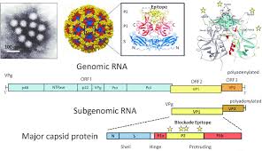Elderly and children are susceptible to dehydration, and. Norwalk Virus Norovirus An Overview Microbe Notes