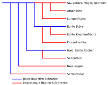 Die größe und die ionenladung einer substanz sind entscheidend dafür, ob sie die bhs passieren kann. Blut Hirn Schranke Wikipedia