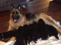 German shepherds need plenty of mental and physical stimulation daily, to prevent behavioral issues. German Shepherd Puppies Ky Home Facebook