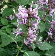 Image result for Hypoestes aristata