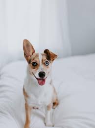 Browse thru pembroke welsh corgi puppies for sale near syracuse, new york, usa area listings on puppyfinder.com to find your perfect puppy. Pin On Adopt A Corgi