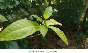 Image result for Psychotria heterosticta