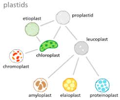 Plastids Definition Types Main Structure And Function Minding Your Own Business Plant Cell Cell Wall