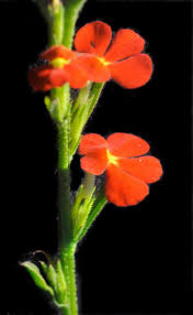 Image result for Striga asiatica