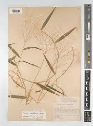 Image result for Isachne mauritiana