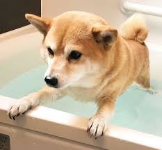 柴犬 おしゃれまとめの人気アイデア pinterest y w 犬 おもしろ 柴犬 画像 柴犬