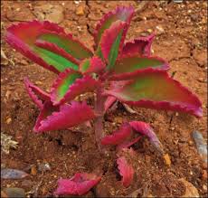 Image result for Kalanchoe brachyloba