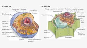 Picture Level Biology Cell Structure Hd Png Download Transparent Png Image Pngitem