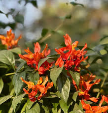 Image result for Ruttya fruticosa