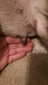 We did not find results for: Dog Skin Tag Infected Efestenhaberler Com