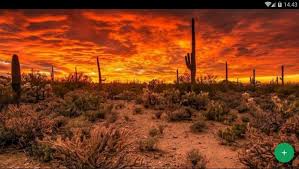 Cactus desert wallpapers we have about (48) wallpapers in (1/2) pages. Cactus Desert Landscape Wallpaper Popular Century