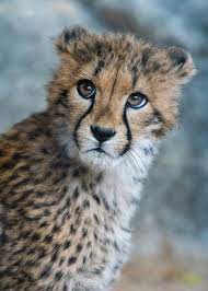 Pin On Cheetah Leopard Jaguar