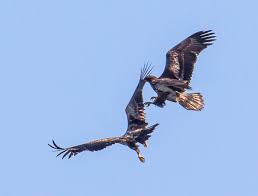 They produced at least one historic juvenile — new york city's. Living On Earth Bald Eagles At Play