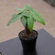 Image result for Pachira