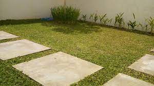 Rumput dengan tinggi 25 mm ini bisa digunakan untuk menghias taman rumah, dinding rumah, hingga untuk dashboard atau karpet mobil. 8 Jenis Rumput Taman Yang Populer Pilih Sesuai Kondisi Lingkungan Hot Liputan6 Com