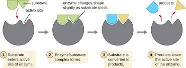 It is synthesized from glutamine instead of ammonia and is synthesized in. Energy Matter And Enzymes Microbiology