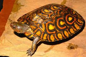 Central American Wood Turtle Amerikaans Bosschildpad Wood Turtle Human Food Turtle
